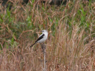 Black-and-white monjita