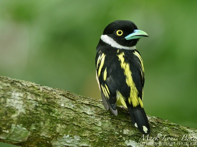 Black-and-yellow broadbill
