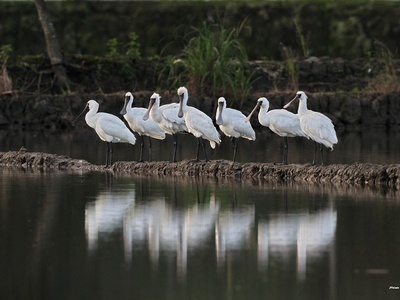 Black-faced Spoonbill