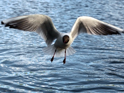 Black-headed gull