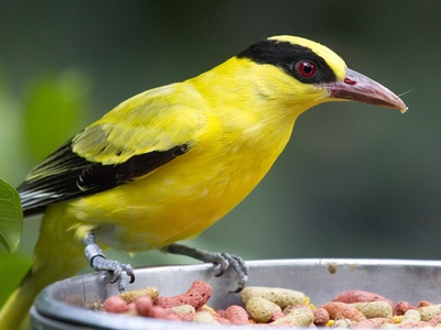 Black-naped Oriole