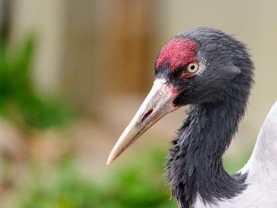 Black-necked crane