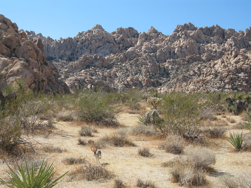Mammals of Mexico: The Complete List - Flora Fauna Fun