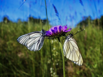 Black-veined White