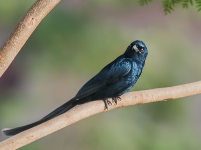 Black Drongo