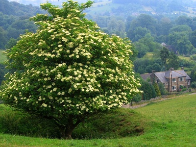 Black elder (elderberry)