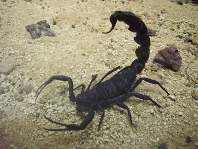 Black fat‑tailed scorpion