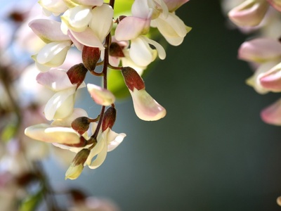 Black locust
