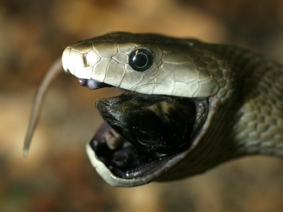 Black mamba