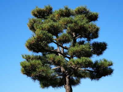 Black pine