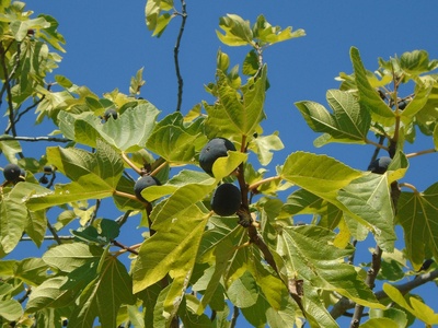 Black poplar