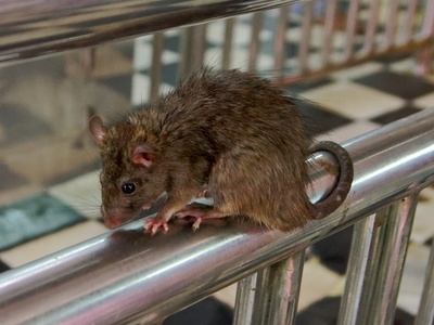 Black rat