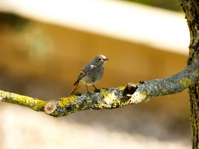 Black Redstart
