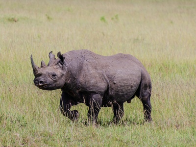 Black rhinoceros
