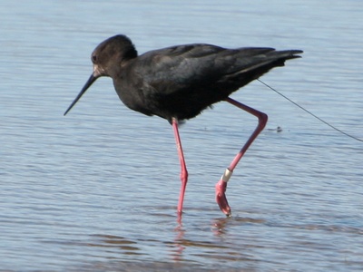 Black stilt