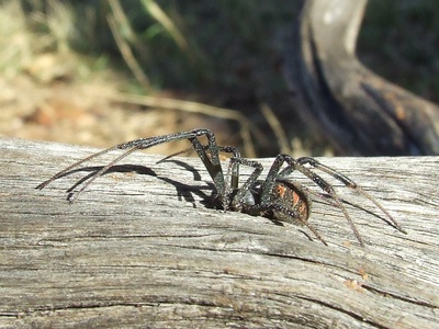 Black widow (Mediterranean)