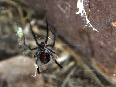 Black widow spiders