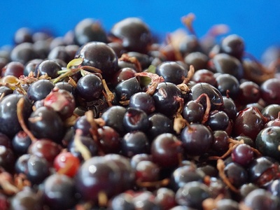 Blackcurrant