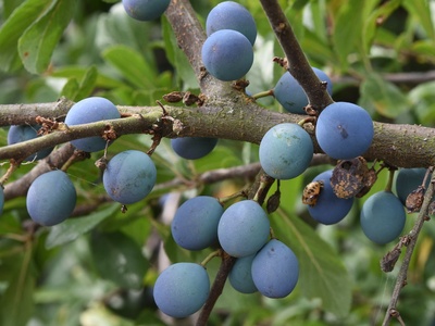Blackthorn (Schlehe)