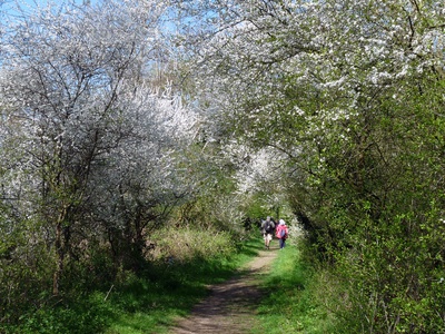 Blackthorn (sloe)