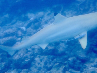Blacktip shark