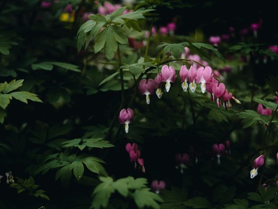 Bleeding heart vine