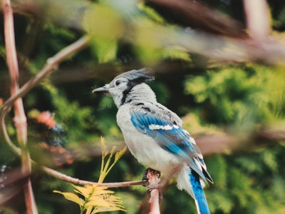 Blue-and-white Flycatcher