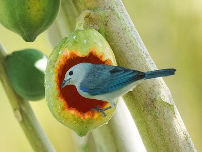 Blue-gray tanager