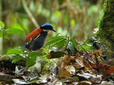 Blue-headed pitta