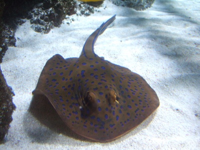 Blue-spotted stingray