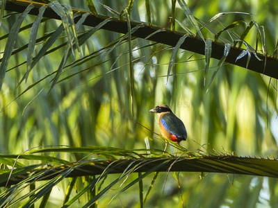 Blue-winged pitta