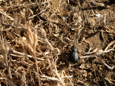 Blue death-feigning beetle