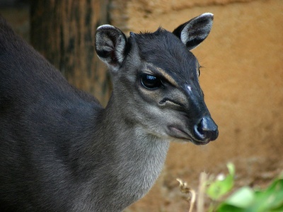 Blue duiker