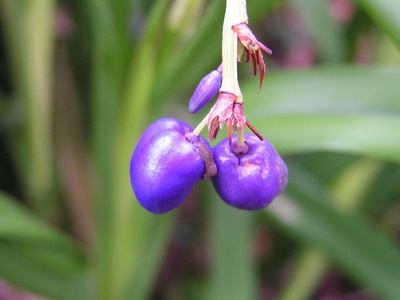 Blue flax-lily