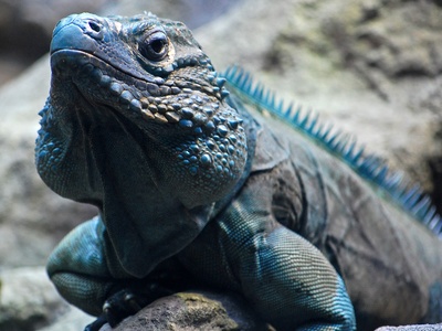 Blue Iguana