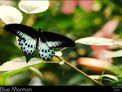 Blue Mormon