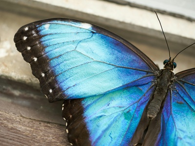Blue morpho