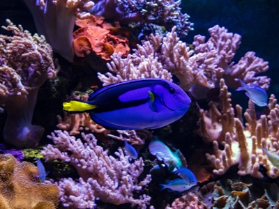 Blue tang