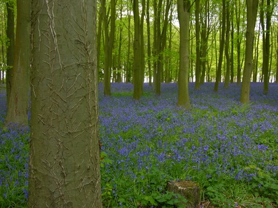 Bluebell