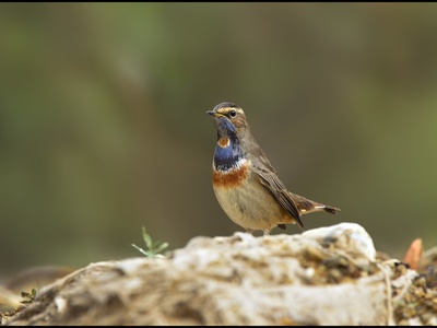 Bluethroat
