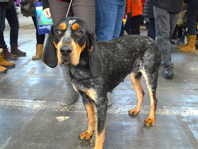 Bluetick Coonhound