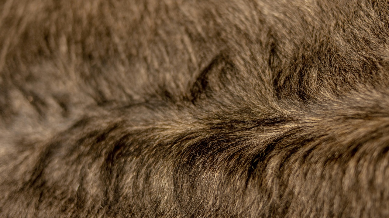 Close-up of a bison hump and shaggy winter coat