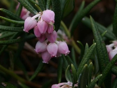 Bog-rosemary