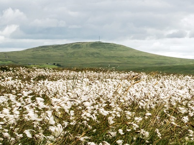 Bog cotton