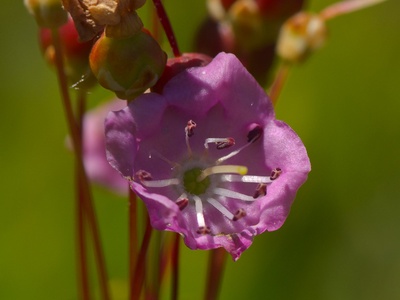 Bog laurel