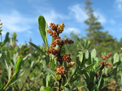 Bog myrtle
