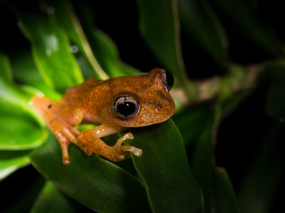 Boophis treefrog