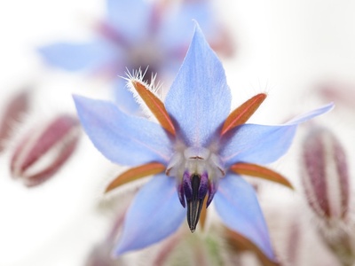 Borage
