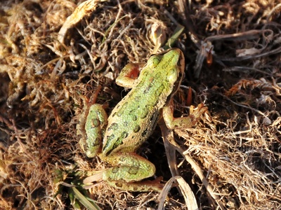 Boreal Chorus Frog