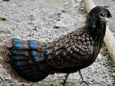 Bornean peacock-pheasant